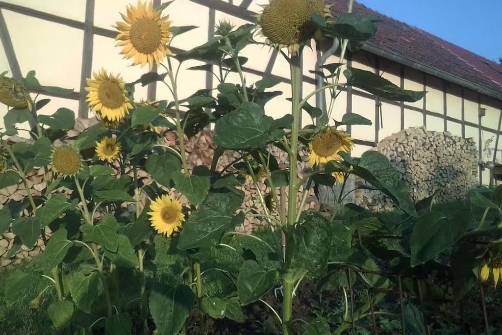 Appartamento Loft Eifel Idylle Nettersheim Esterno foto